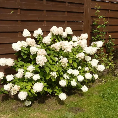 Haus Jane Ferienhaus *